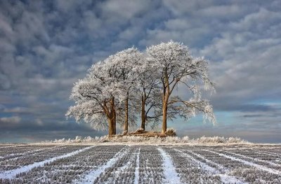 ​金万泉：我爱你塞北的雪