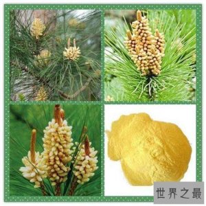 ​松花粉怎么吃？松花粉的服用和禁忌