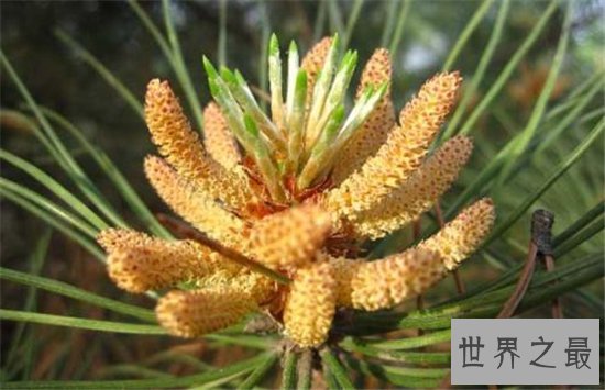 松花粉怎么吃？松花粉的服用和禁忌