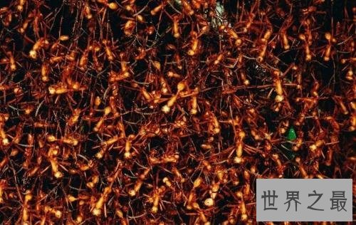 世界上最可怕的蚂蚁，行军蚁对人的威胁巨大！