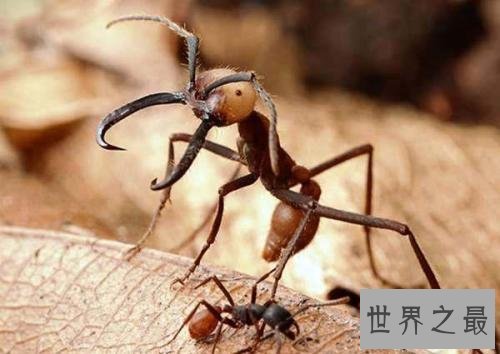 世界上最可怕的蚂蚁，行军蚁对人的威胁巨大！