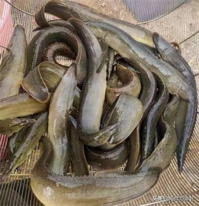 ​人工繁育取得突破，这条鱼正加快市场布局