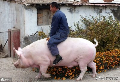 罕见“巨猪”重达1200斤,获主人特颁“免死令”