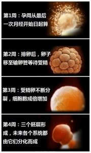 妈妈怀胎十月1-40周胎儿发育过程图,真的好神奇,太震憾了
