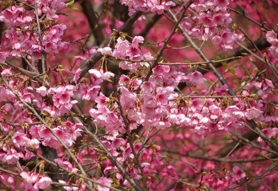 ​5首最美四月天诗，领略春色花开四月间。御水吹笛，惊起白云还。