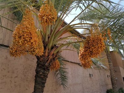 ​中国人在沙特的打工日常