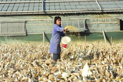 农村养殖骗局花样多,10人遇到9人都会被骗,提前了解避免踩雷