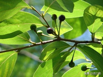 ​享有“香料之王”的美誉，身边的宝藏植物，既爱又恨的山苍子