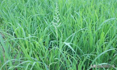 ​一组杂草图片，你认识的或不认识的杂草都有，不知你认识几种？