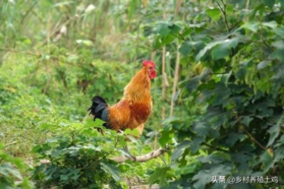 ​农村散养土鸡