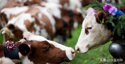 开平区夏庄,唐山最大回族聚居区!"犇羴"为业,有京东第一大寺