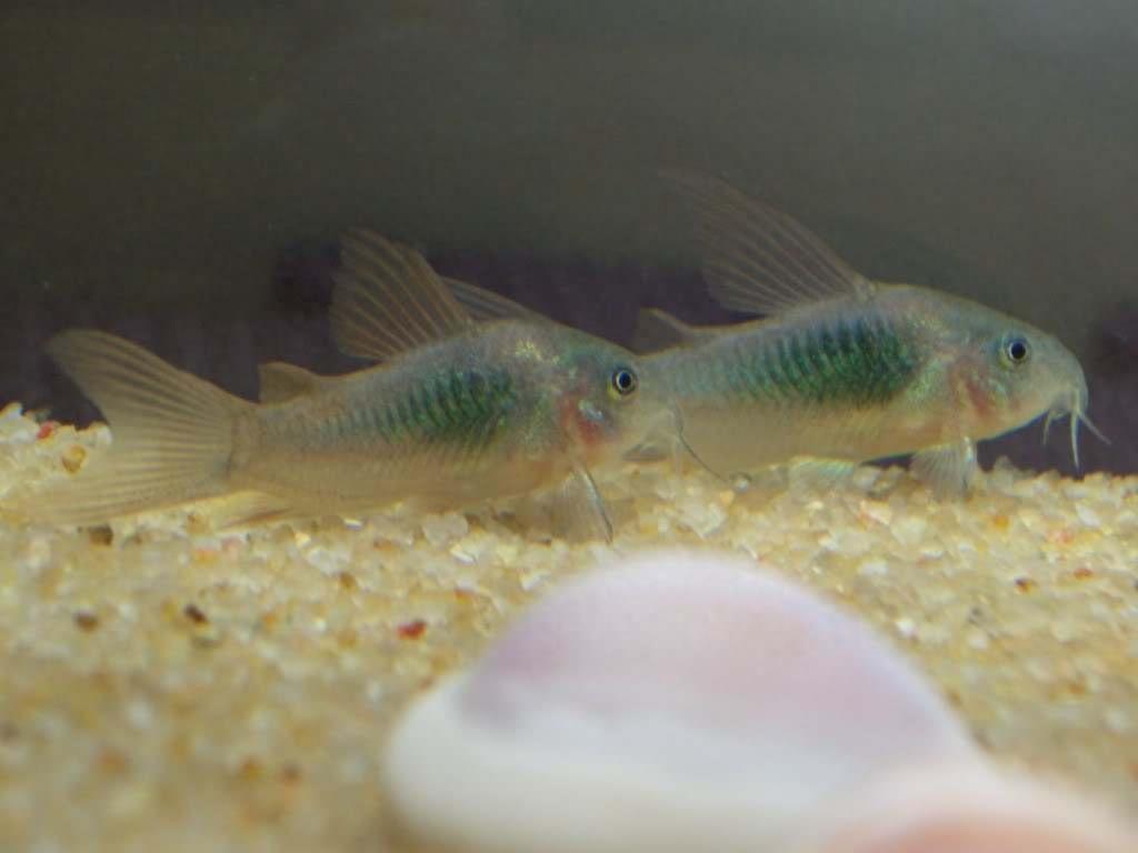 宠物图集：咖啡鼠