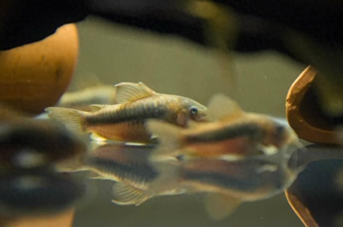 宠物图集：咖啡鼠