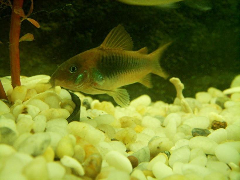 宠物图集：咖啡鼠