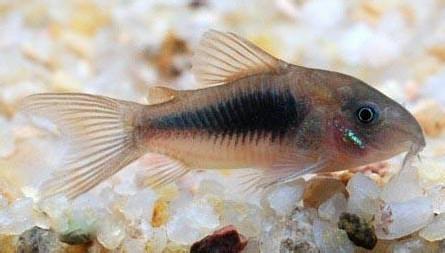 宠物图集：咖啡鼠