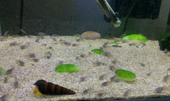 宠物图集：咖啡鼠