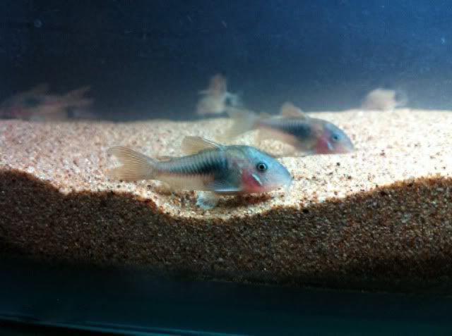 宠物图集：咖啡鼠