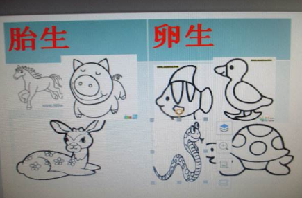 动物繁殖方式有哪些,动物的生殖方式有哪几种类型图2