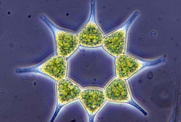 动物繁殖方式有哪些,动物的生殖方式有哪几种类型图1