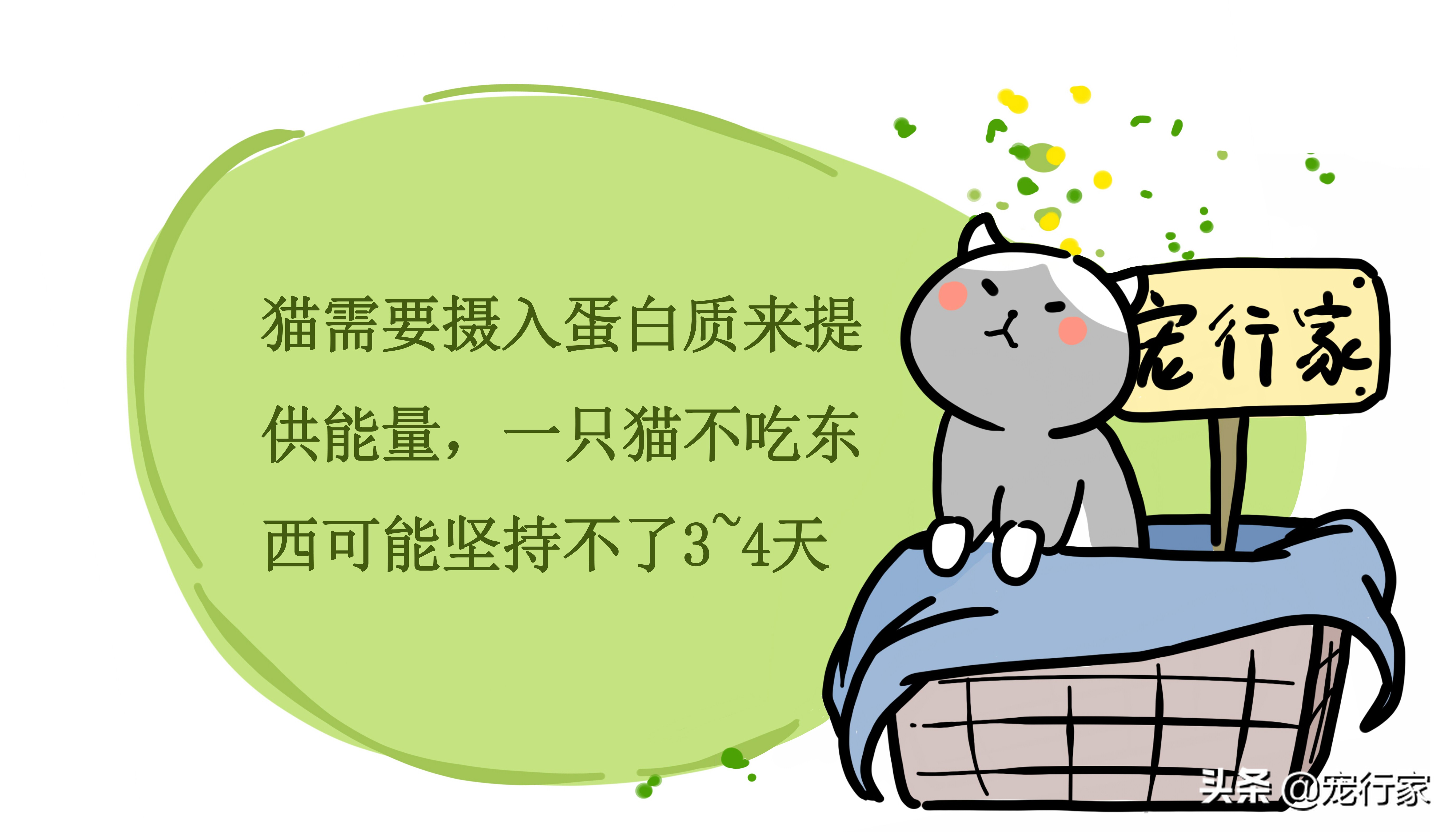猫不吃不喝能活几天（猫不吃东西的背后原因）