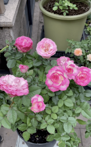 ​糖果雪山月季的优缺点(糖果雪山月季能长多高)