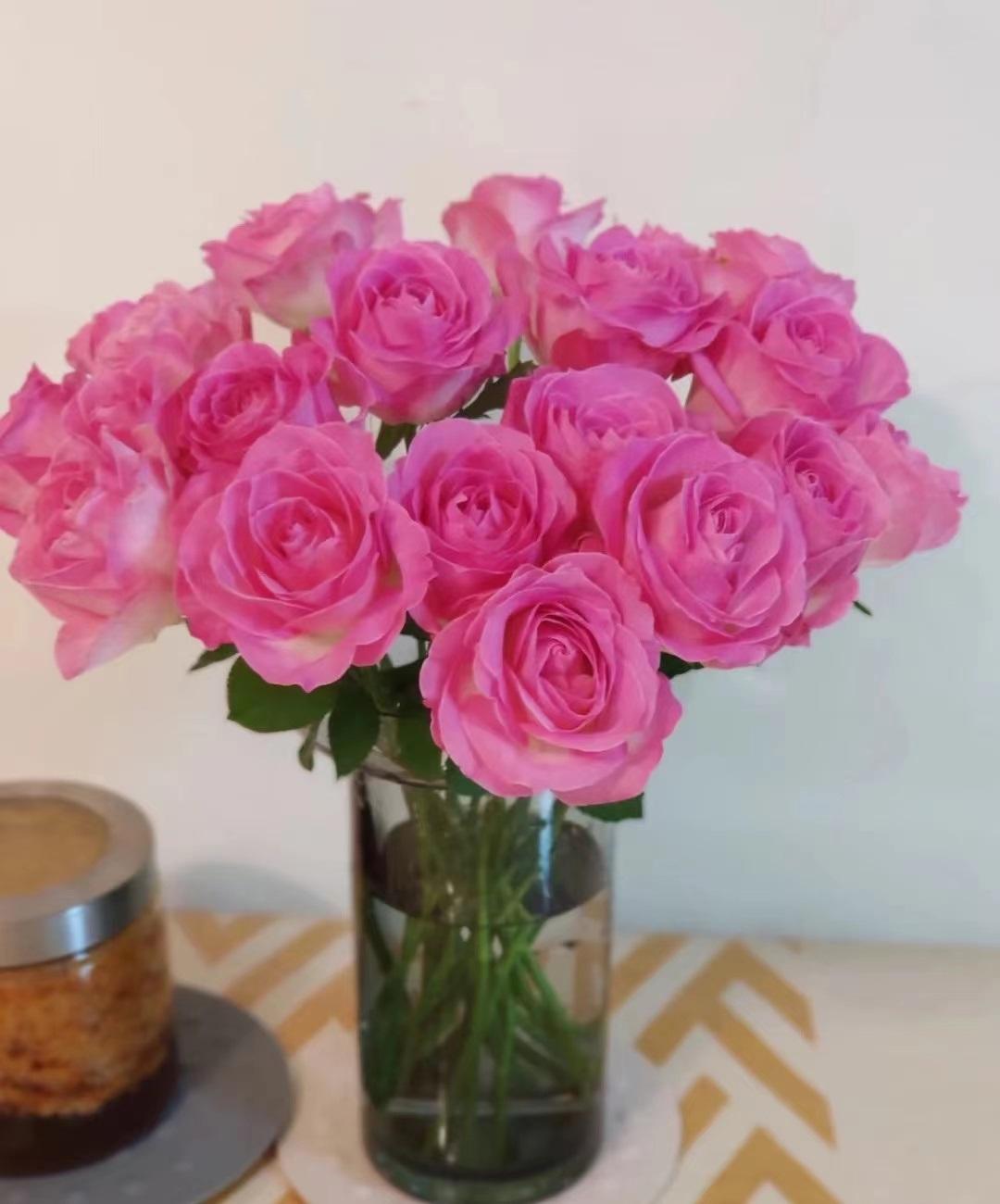 糖果雪山月季的优缺点(糖果雪山月季能长多高)