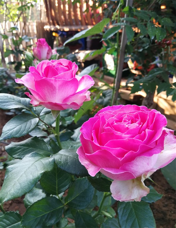 糖果雪山月季的优缺点(糖果雪山月季能长多高)