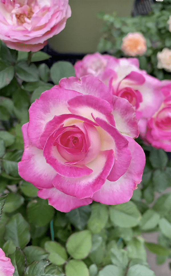 糖果雪山月季的优缺点(糖果雪山月季能长多高)