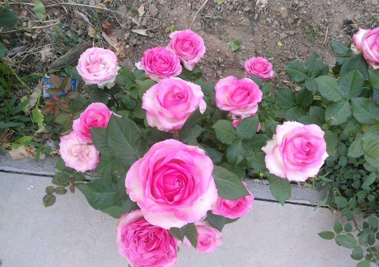 糖果雪山月季的优缺点(糖果雪山月季能长多高)