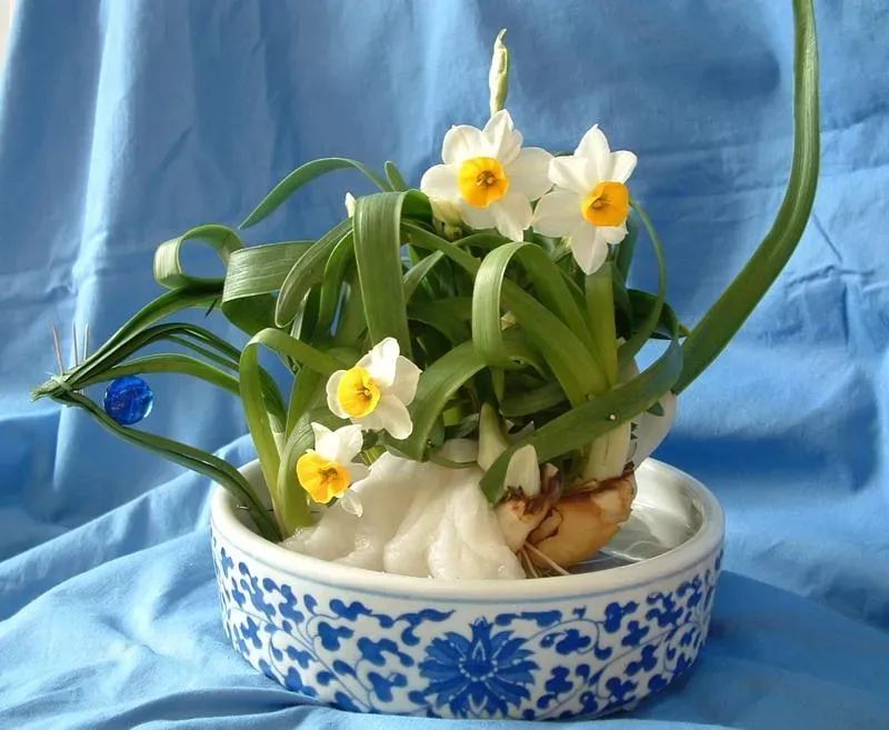 水仙花的外形和特点（养殖水仙花的注意事项分享）