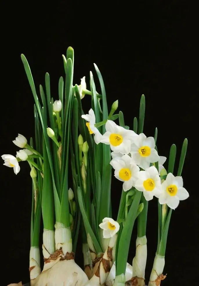 水仙花的外形和特点（养殖水仙花的注意事项分享）