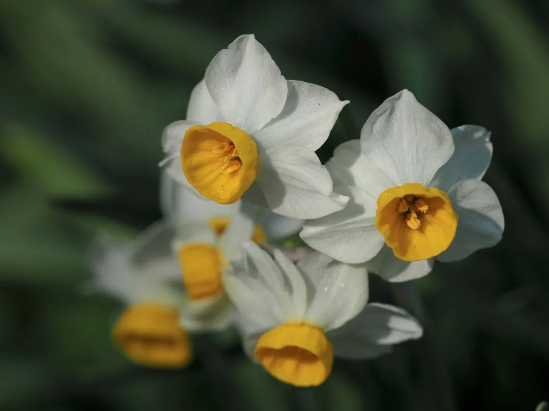 水仙花的外形和特点（养殖水仙花的注意事项分享）