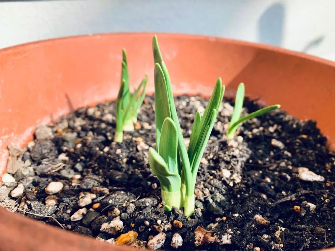 水仙花的外形和特点（养殖水仙花的注意事项分享）