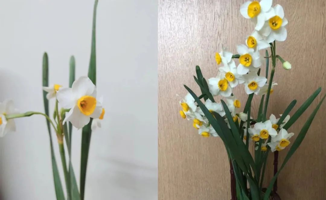 水仙花的外形和特点（养殖水仙花的注意事项分享）