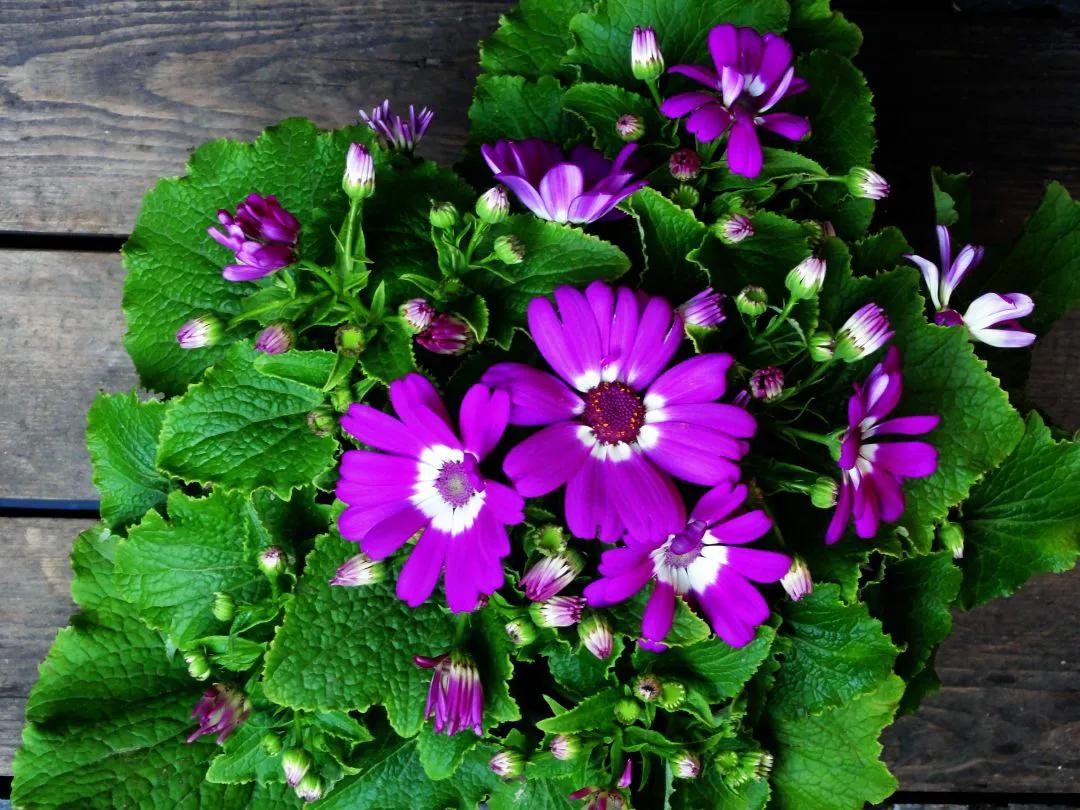 富贵菊的养殖方法和注意事项（富贵菊的养护技巧）