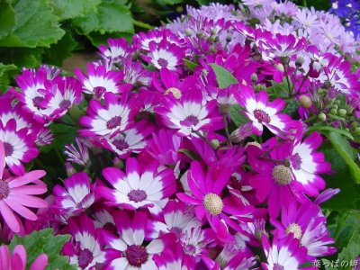 ​富贵菊的养殖方法和注意事项（富贵菊的养护技巧）