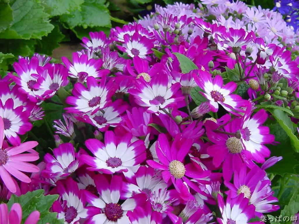 富贵菊的养殖方法和注意事项（富贵菊的养护技巧）