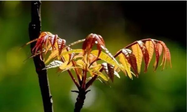 四月天是指几月份,人间四月天是什么意思图2