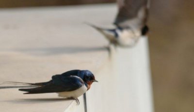 ​四月天是指几月份,人间四月天是什么意思