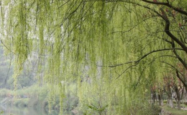 四月天是指几月份,人间四月天是什么意思图3