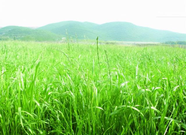 字源网汉字起源（存字本义及其衍生字）(3)