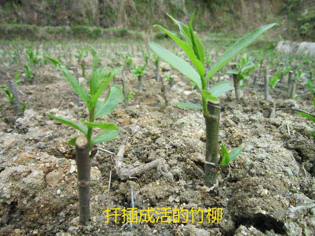 字源网汉字起源（存字本义及其衍生字）(2)