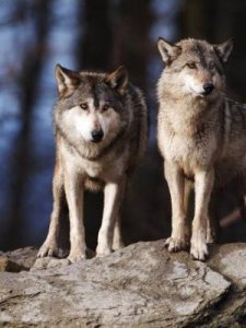 ​狼最怕什么东西(黄鼠狼最怕什么东西)