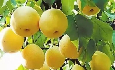 ​送梨的寓意是什么意思，以前的对象送我个梨是什么意思？