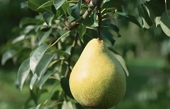 七夕送梨是什么意思