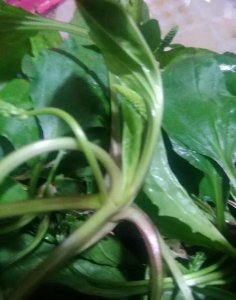 ​春天长的野菜有哪些(春天的野菜有哪些)