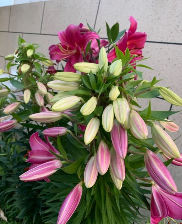 盆栽百合花怎么养（盆栽百合花的3个种植技巧）