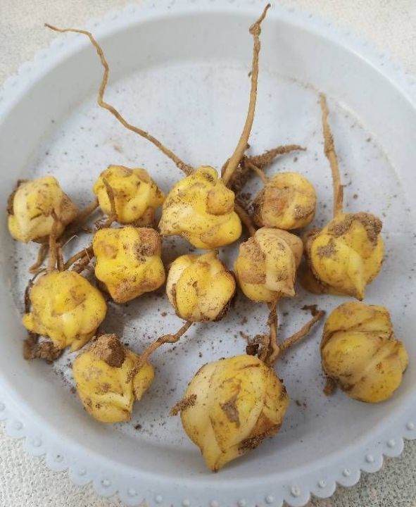 盆栽百合花怎么养（盆栽百合花的3个种植技巧）