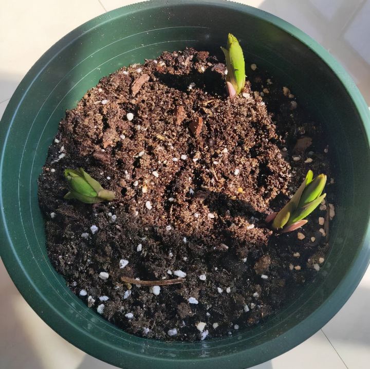 盆栽百合花怎么养（盆栽百合花的3个种植技巧）