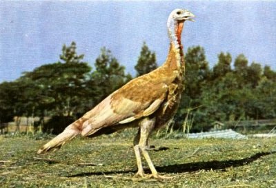 ​闽南火鸡主要特征和品种